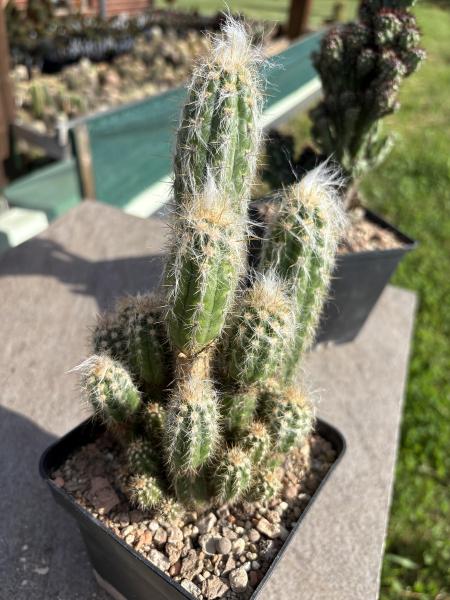 Oreocereus celsianus